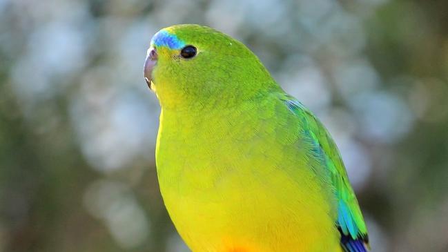 New orange bellied parrots breeding enclosures