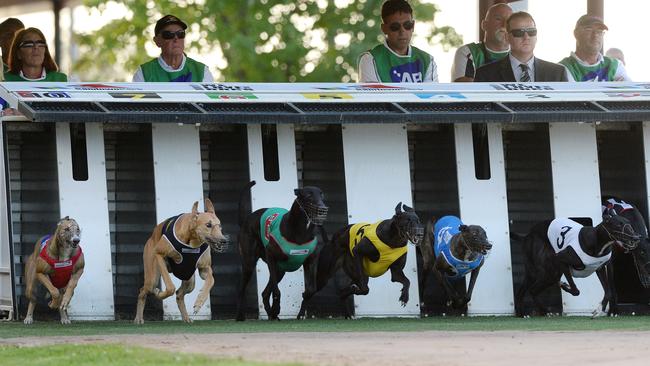 Pictured is an evening at Sandown Park Greyhounds in Springvale. Race 1 underway. Picture: Derrick den Hollander