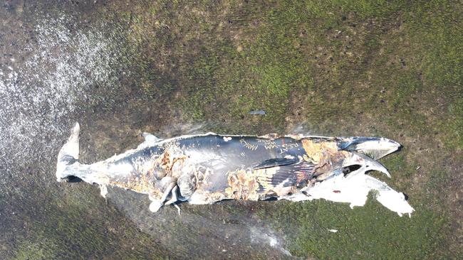 A bird’s eye view of the whale carcass at St Kilda Bay, SA, where the stench of rotting flesh is troubling the locals, supplied by Senator Rex Patrick.