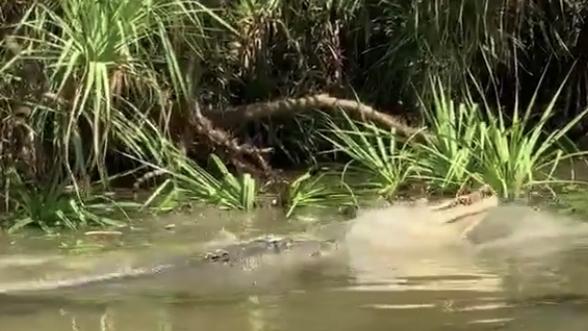 A still from Tara Lee Priore-Smith’s video of a pack of crocs ripping into a buffalo carcass at Yellow Water. Picture: Tara Lee Priore-Smith