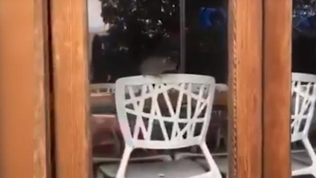 A passer-by filmed the rat from outside the restaurant. Picture: Auburn_2144