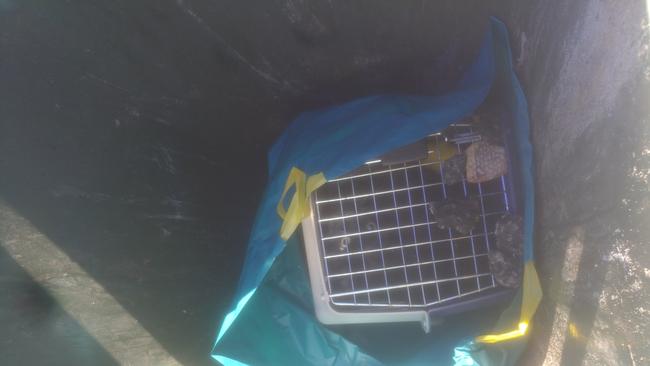 The cat was found inside a carrier, which had been placed in a garbage bag and into the bin. Picture: RSPCA South Australia