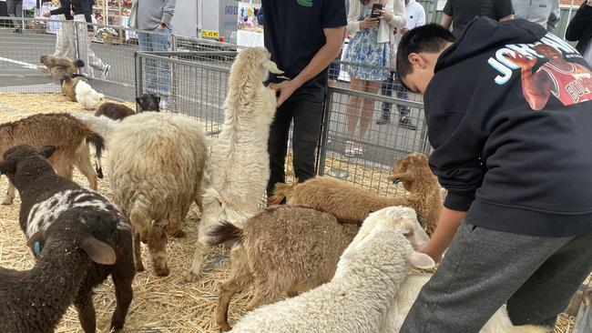 Lambs and goats were part of the fun.