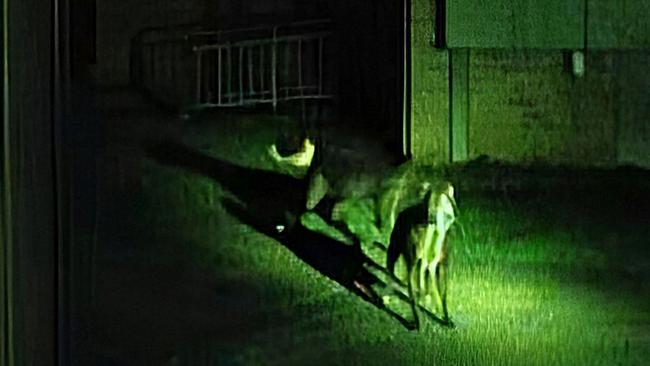 Security vision from a terrifying dog attack in Coffs Harbour in the early hours of Saturday morning, November 9.