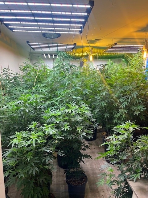 A 25-year-old West Lakes man was arrested over more than 300 marijuana plants located across six properties in Woodville South, Seaton, Flinders Park, West Croydon and Ridleyton. Picture: SA Police,
