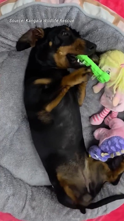 Valerie the formerly missing sausage dog playing