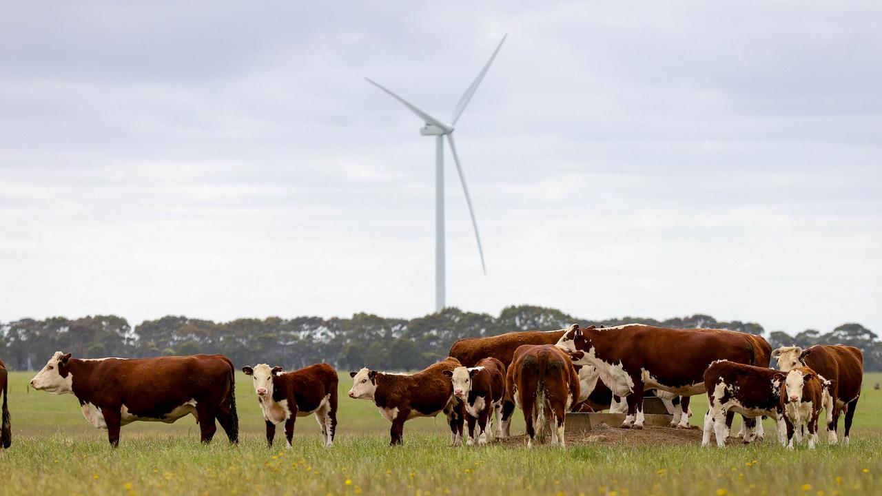 Cows graze under the turbines at Hawkesdale, in Victoria.