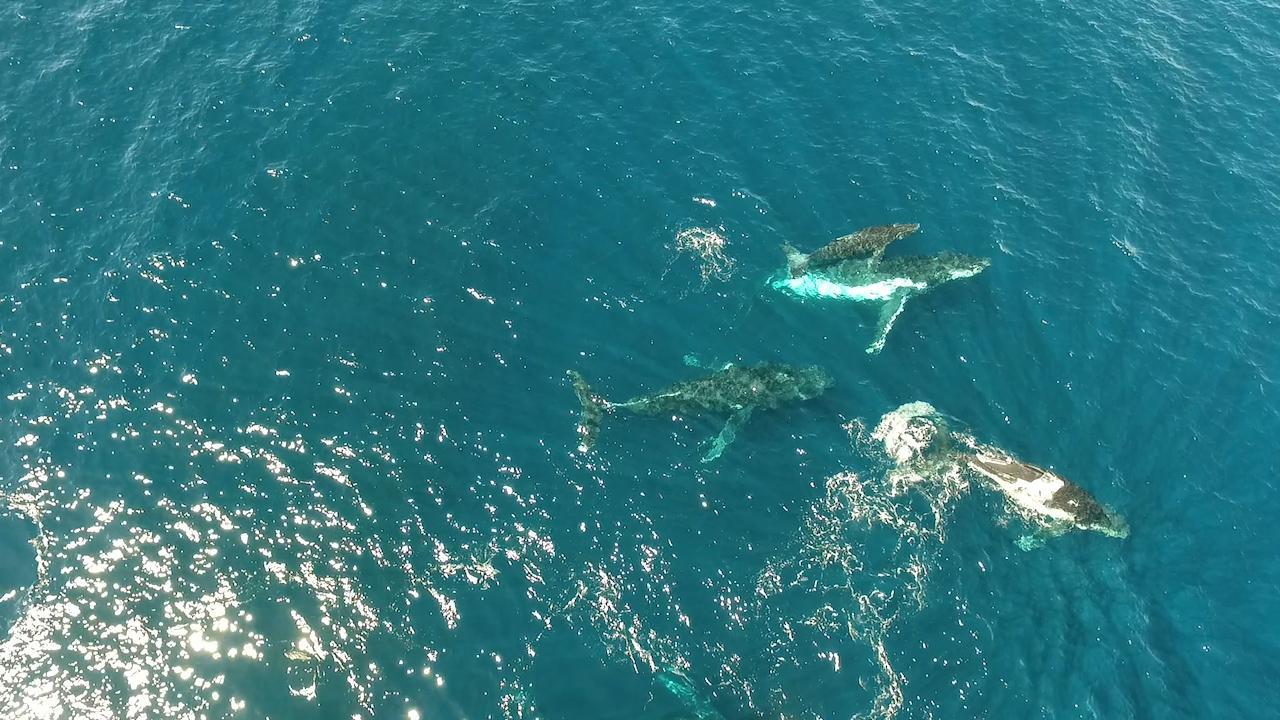 Whales frolicking off Whale Beach