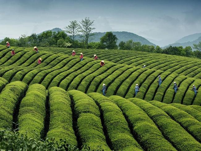Song In Tea House ... A tea plantation in Jinlu village , Yinjiang Town, Yingjiang District of Ningbo City, which is famous for its tea production in the Zhejiang Province. Among thousands of acres of high-quality, ecological tea plantations, between large waves of luxuriant green, the presence of working girls gives the scene liveliness. Location: Jinlu village, Yinjiang Town, Yingjiang District of Ningbo City, China. Picture: Hong Ding (CN)/Siena International Photo Awards 2016