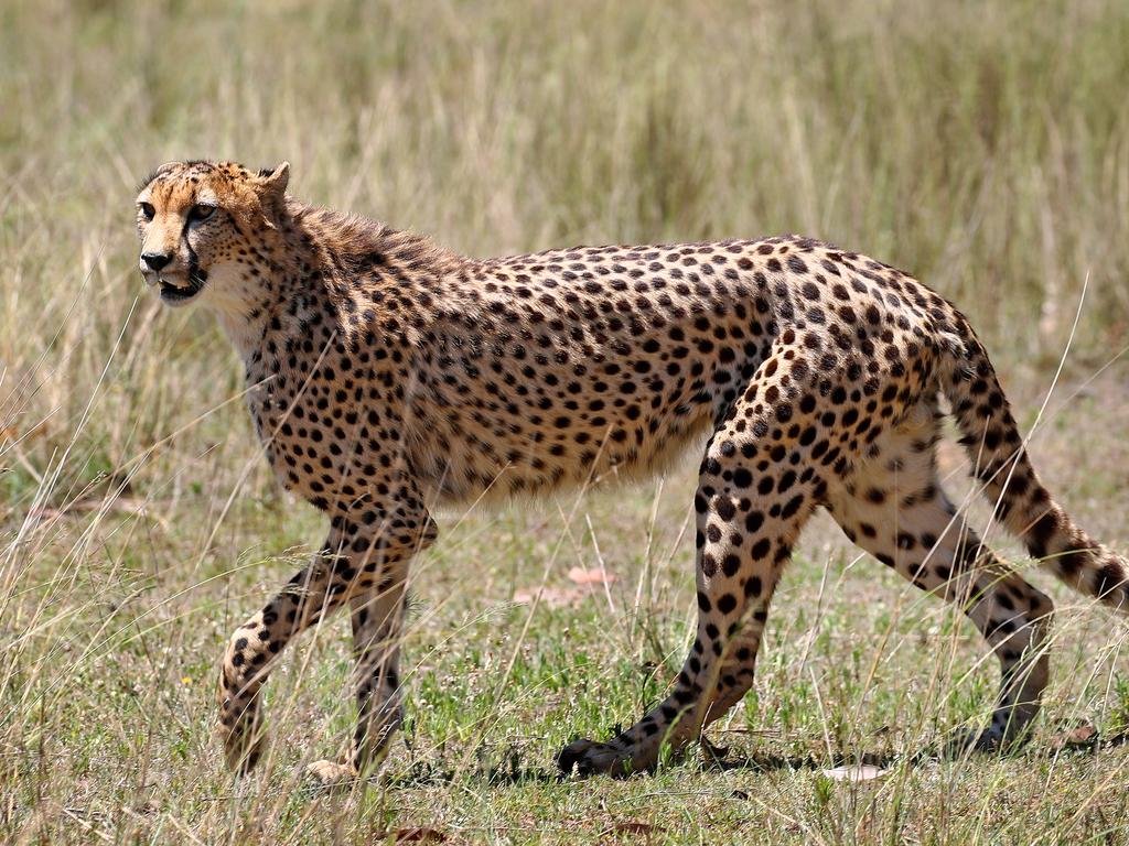 Wild Cat Conservation Centre in Sydney opens new cheetah enclosure ...