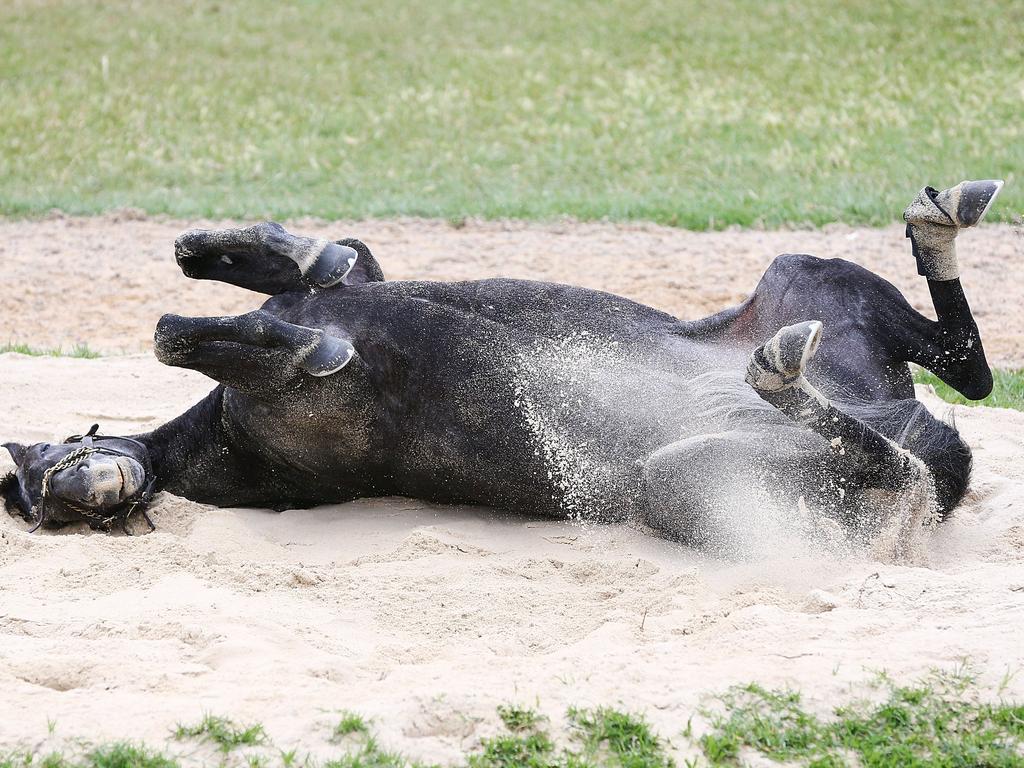 Muntahaa rolls in the sand during a Werribee trackwork session. (Photo by Michael Dodge/Getty Images)