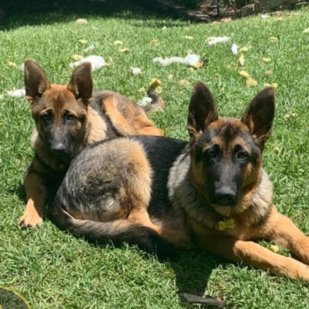 Rocky and Alpha have not been seen since June 15. Police are investigating.