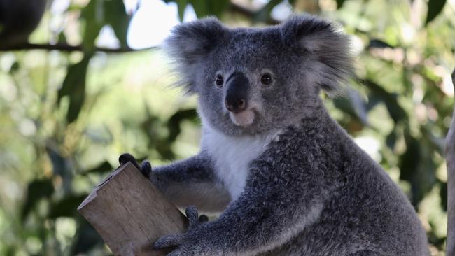 Elsa the koala and Hope the wombat become ISO buddies. Picture: The Australian Reptile Park