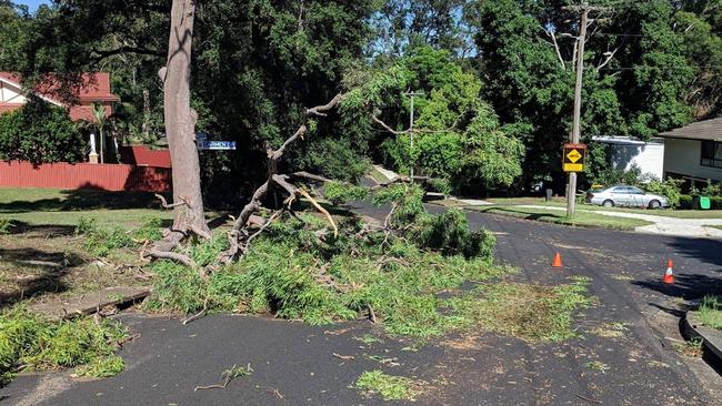 Trees fell at Carmen Drive, Carlingford.