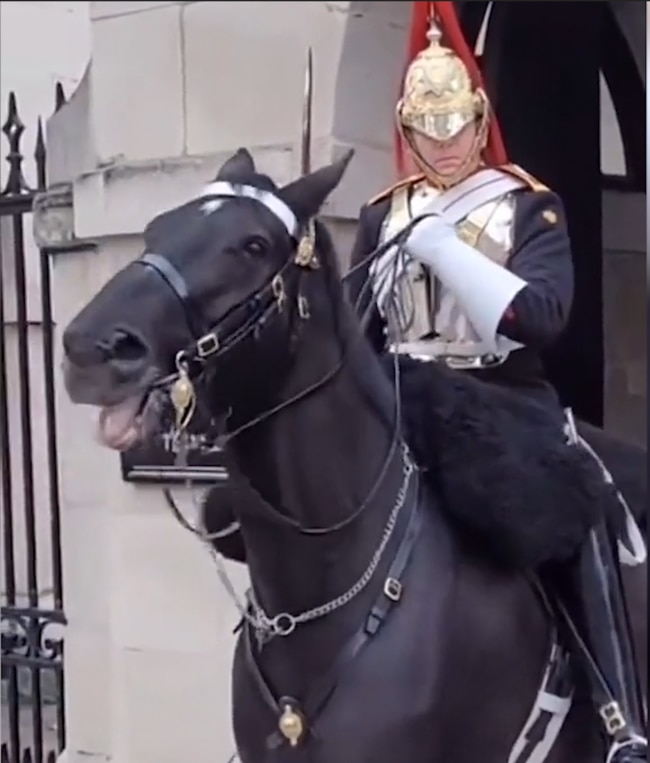 The guard with his horse outside Buckingham Palace.