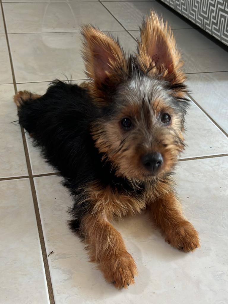 Monkey Dortmann – Monkey is a pedigree Australian terrier. He is 12 weeks old. He is already such a spunk with real attitude. He has lots of energy and always loves a game of tug of war. At night he will always steal your pillow and make it his.