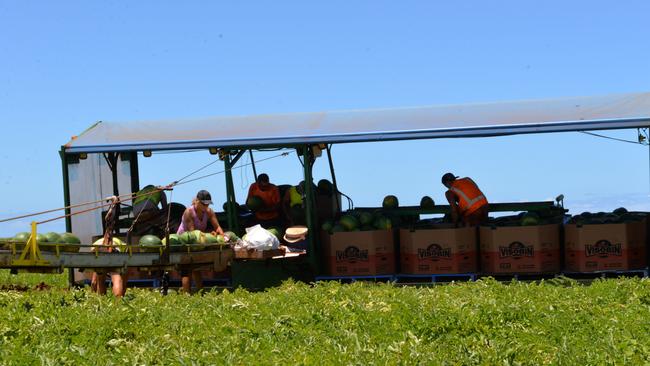 Workers harvest watermelons at Greensill Farms, Bundaberg.