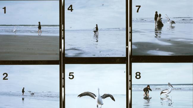 Original frames from Storm Boy. Source: SA Film Corp.