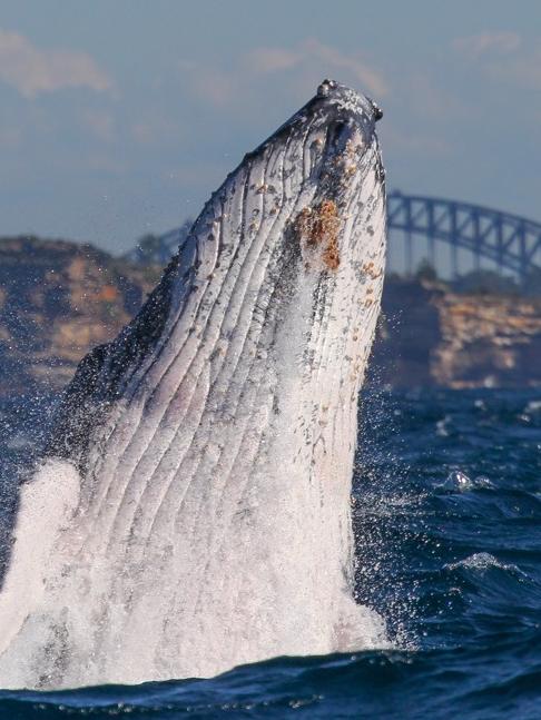 Whales make their annual migration. Picture: Jonas Liebschner/Whale Watching Sydney.