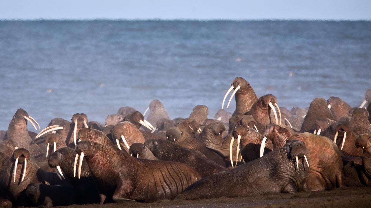 Walruses gather to rest on the shores of the Chukchi Sea near the coastal village of Point Lay, Alaska. Picture: Ryan Kingsbery/USGS via AP.