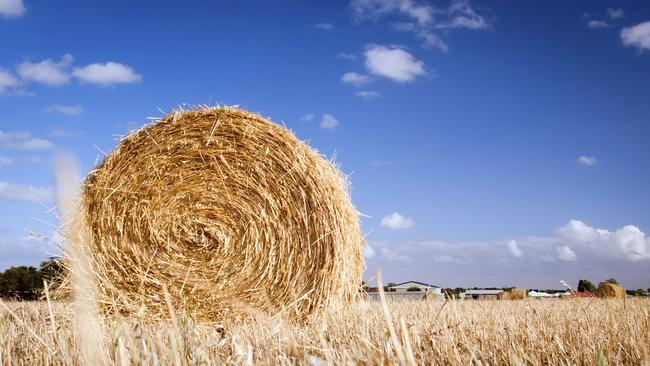 Bales of hay in the fields in summer time harvest