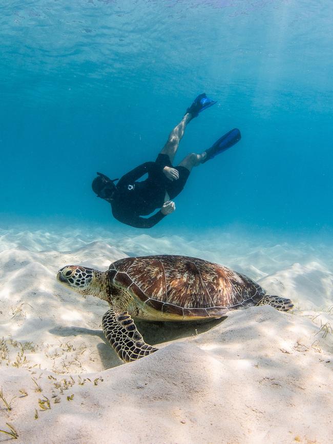 Green sea turtle