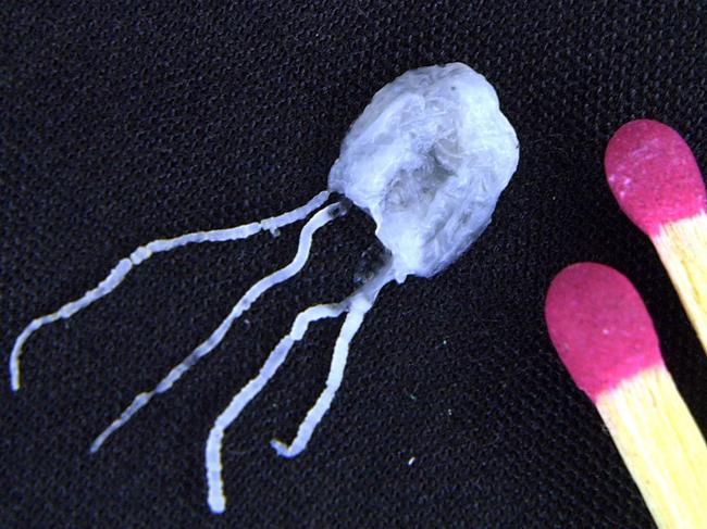 The Irukandji jellyfish is small but deadly.