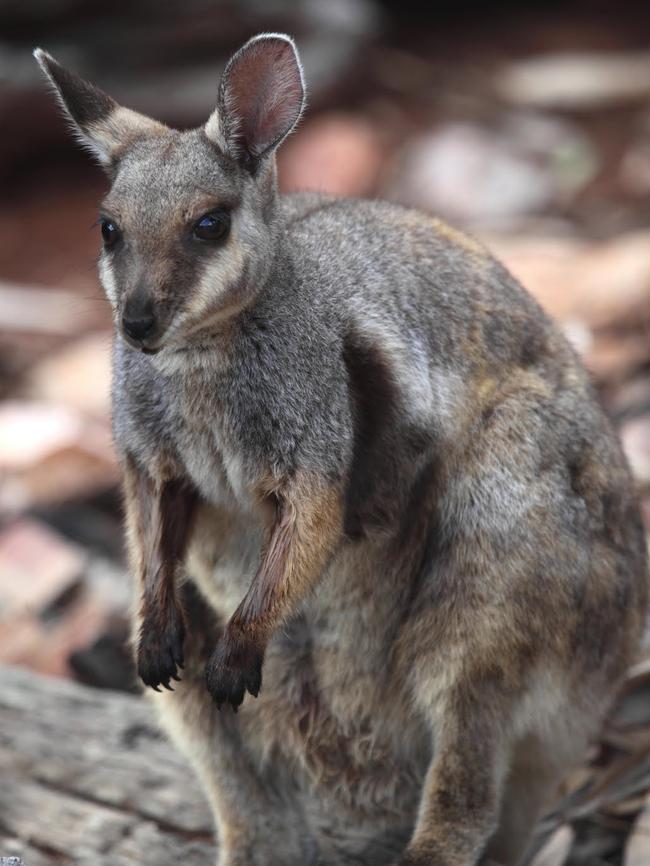 Black-footed Rock wallabies are common at Simpsons Gap