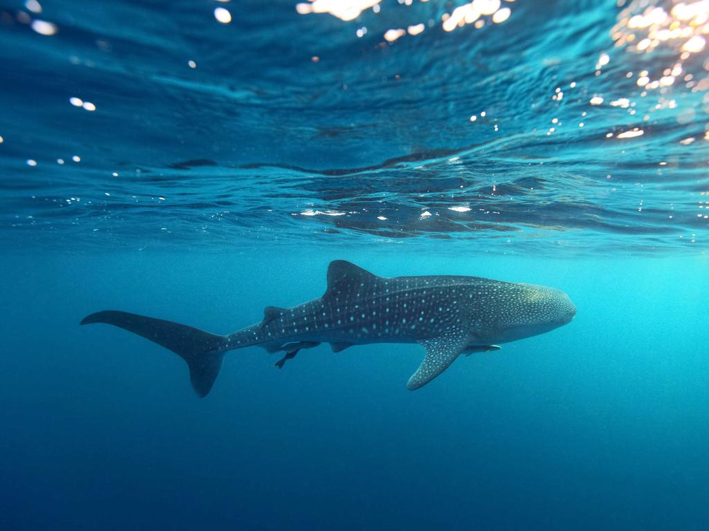 <span>7/50</span><h2>Ningaloo Reef, WA</h2><p>The crystal-clear waters of World Heritage-listed <a href="http://www.visitningaloo.com.au/our-region/ningaloo-reef" target="_blank">Ningaloo Reef</a> are located halfway up the WA coast and are home to 260km of coral reef — the world largest fringing reef. The area is teeming with marine life such as tropical fish, manta rays, humpback whales and elusive whale sharks. Ningaloo Reef is a must-see for anyone <a href="https://www.escape.com.au/destinations/australia/western-australia/exmouth-western-australias-gateway-to-paradise/news-story/b0822b0559a4793d2369de7378c6ae01" target="_blank" rel="noopener">visiting the Exmouth area</a>.</p>
