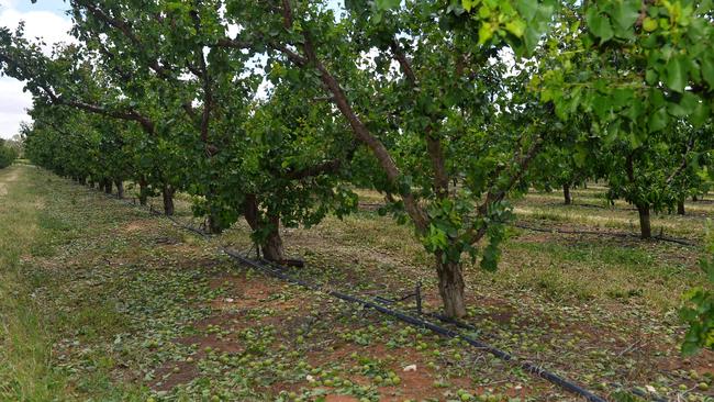 Green apricots on the ground on Daniel Singh’s Berri property. Picture: Grant Schwartzkopff