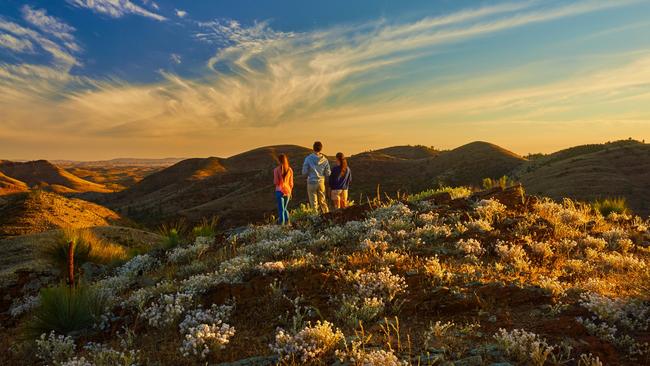 Wildflowers bloom high at Flinders Ranges.