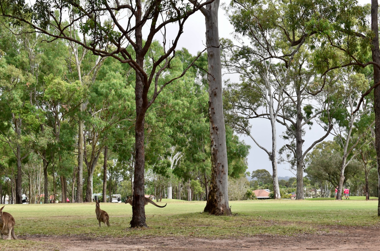 Pink in the background of kangaroos. Picture: Isabella Magee