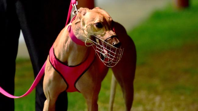 A greyhound at the Townsville Greyhound Racing Club in this file photo.