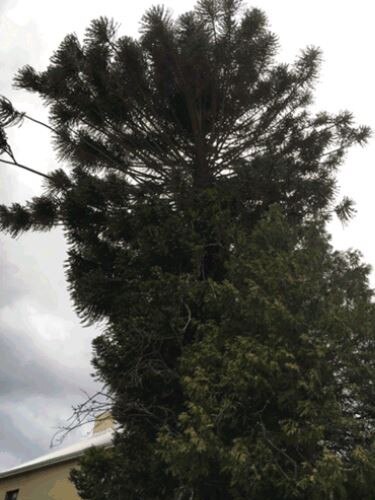 A photo of a bunya pine.