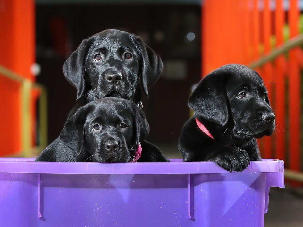 Fern, Felix and Eadie, three guide dog puppies in training at Guide Dogs Queensland, Bald Hills. Picture: Liam Kidston.