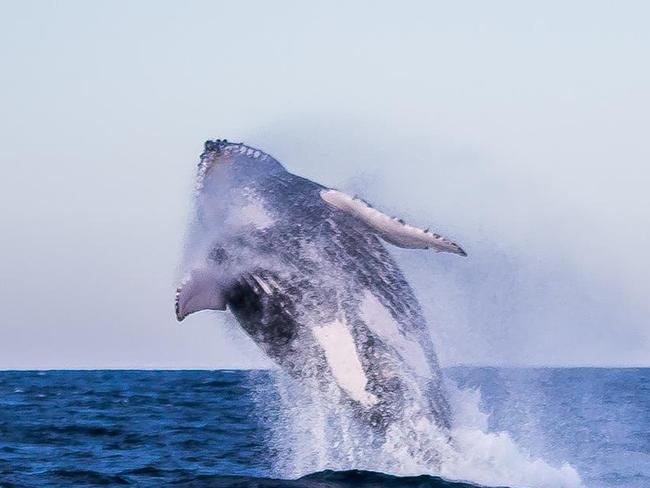 This action shot of a humpback whale breaching during a whale watching session with Jetty Dive, captured by Bryce Forrest has been selected as our cover image of the week.  Thank you to everyone who submitted beautiful photos of our Coffs Coast and don't miss the call out next Monday at 5.30pm.