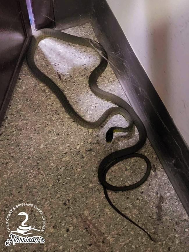 A tree snake found at a Southport school.: Picture: Harrison's Gold Coast and Brisbane Snake Catcher.