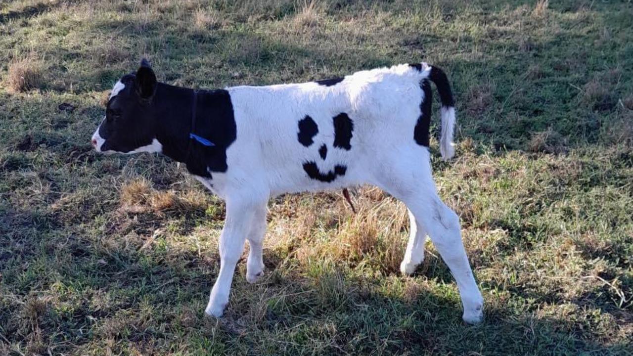 Calf born with a smiling face marking | KidsNews