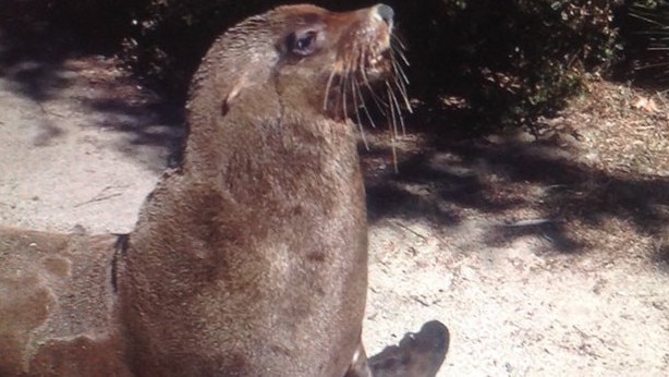 A seal caused traffic chaos on the Nepean Highway this evening. Picture: Twitter/@ScotPalmer