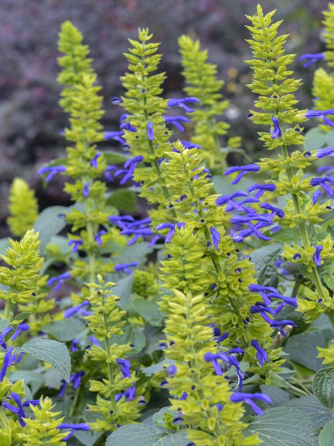 Salvia ‘Limelight’