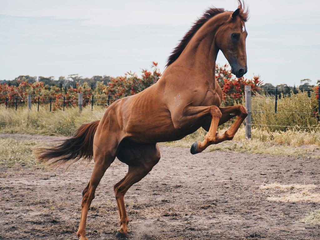 Melbourne Cup winner Vow And Declare at Danny O’Brien’s 13th Beach property. Picture: Jaimee van Leerdam