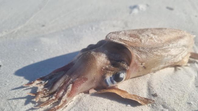 Fisherman and Tumby Bay local, Samuel Kensworthy spotted dead cuttlefish spotted on Tumby Bay over the weekend. Picture: Supplied