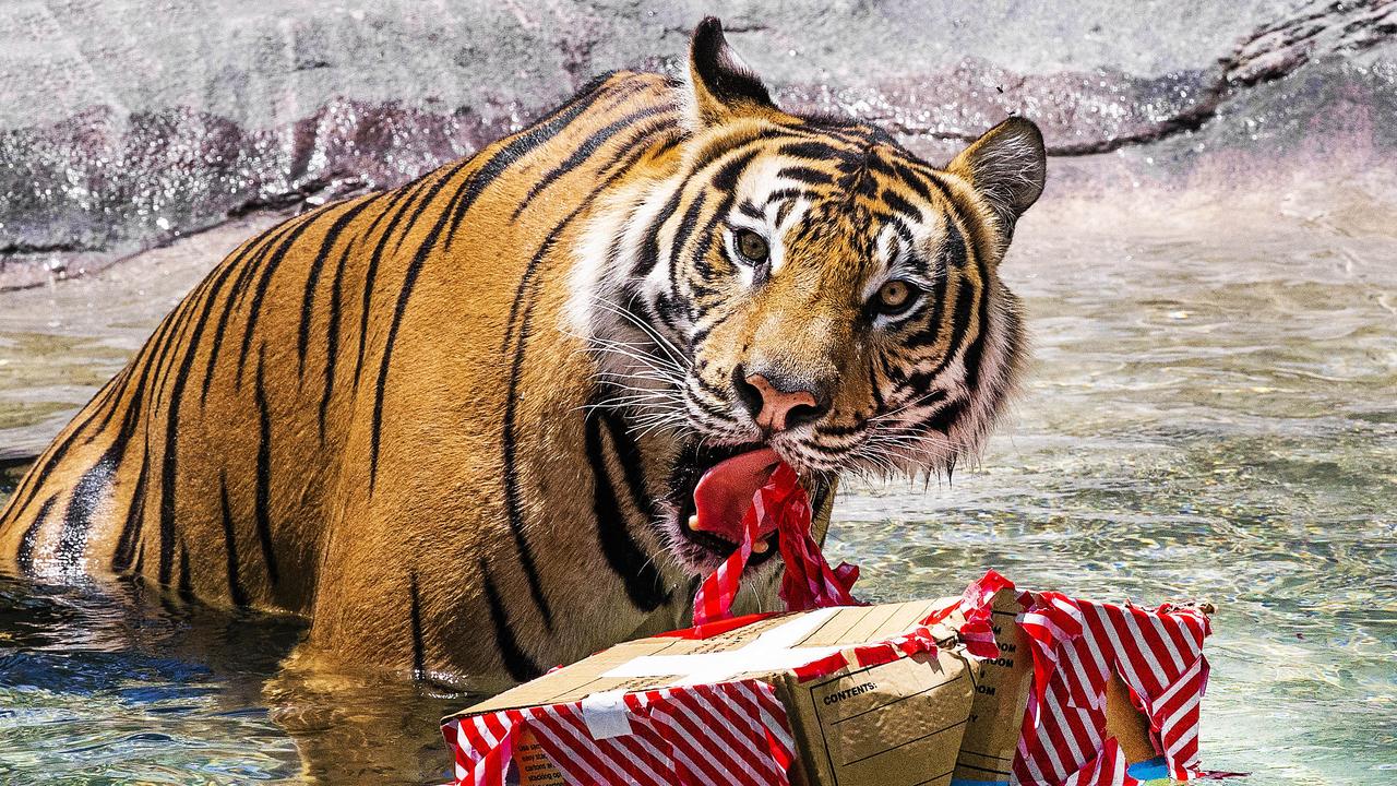 Tigers have been delighting visitors and staff at Dreamworld for almost 30 years. Picture: Nigel Hallett