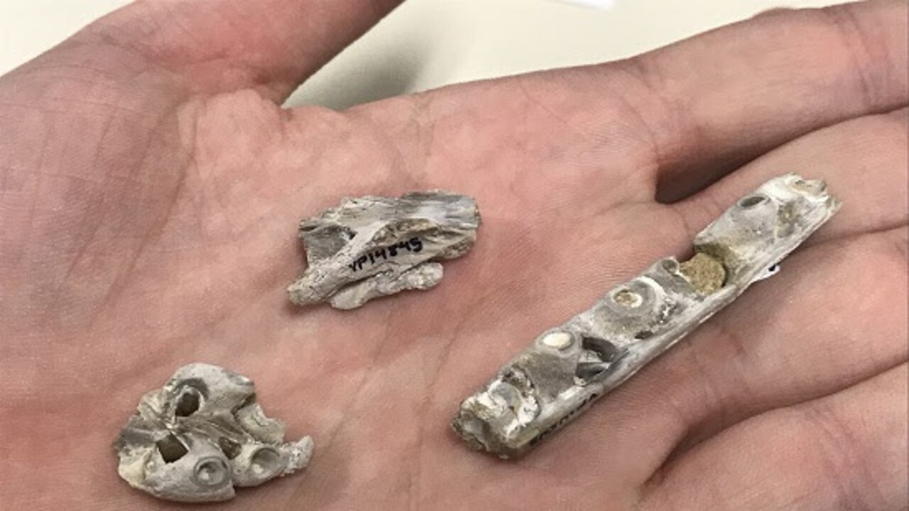 Partial snout with teeth and tooth bases, partial braincase, and a section of upper jaw with tooth bases. Picture: Christina Byrd, The Sternberg Museum of Natural History in Kansas.