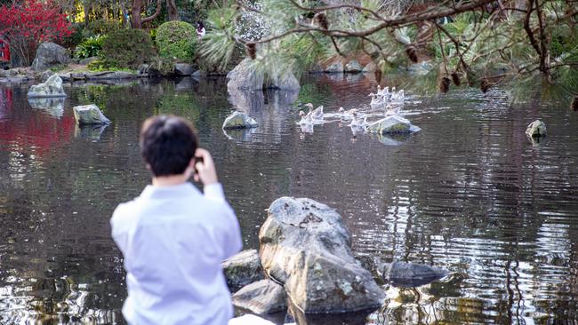 The ducks were also the subject of many photos. Picture: Christian Gilles