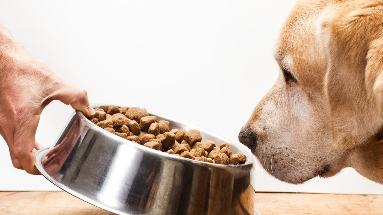 can dog food make your dog sick