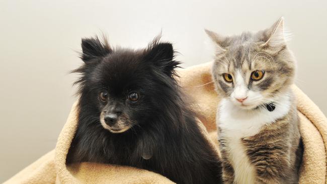 Make sure you don’t forget about your pet’s safety. Photo: Fiona Harding