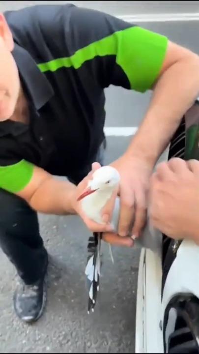 Seagull stuck in BMW grille baffles bystanders