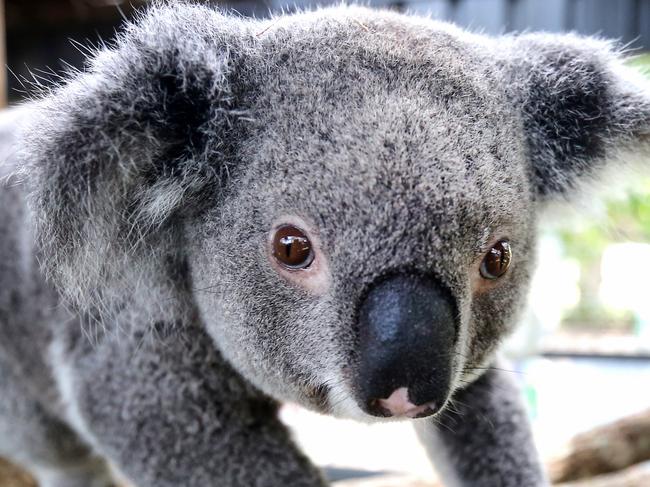 PORT MACQUARIE, AUSTRALIA - NewsWire Photos DECEMBER 02 2020: Port Macquarie Koala Hospital launches the world's first Wild Koala Breeding Program. Staff at the Koala Hospital are hoping koala Myrtle is pregnant after mating 6 weeks ago. Picture: NCA NewsWire / Nathan Edwardsescape january 17 2021eds letter / hotlist