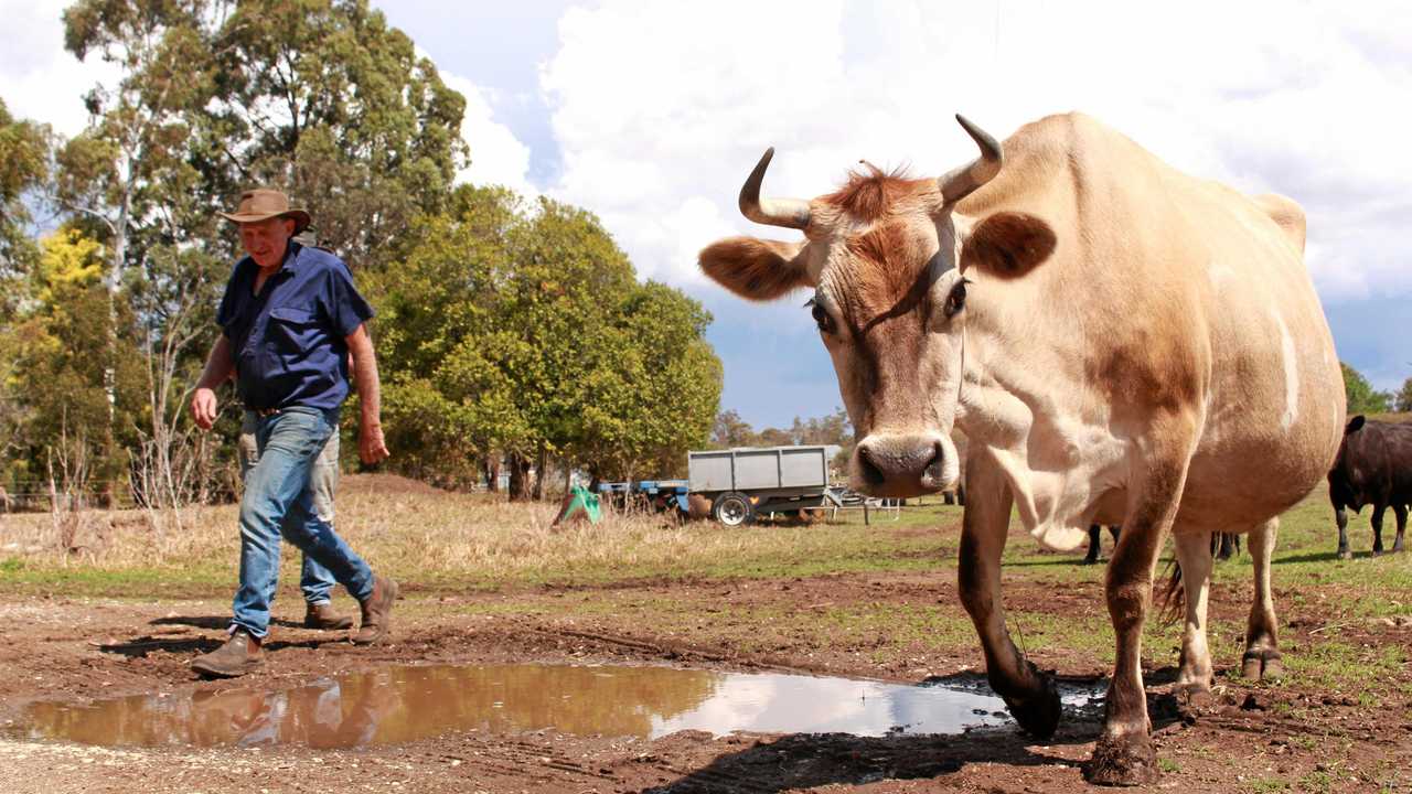 Tannymorrel farmer Peter Grayson, like many producers across the region, is living the harsh reality of life on the land during serious drought. Picture: Marian Faa